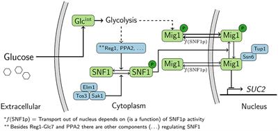 Fine-Tuning of Energy Levels Regulates SUC2 via a SNF1-Dependent Feedback Loop